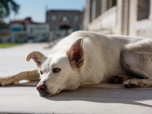 A white dog lying in front of the Suleymaniye Mosque - Istanbul