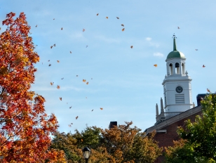 Fall leaves blowing in the breeze with Rockwell Hall bell tower in the backg