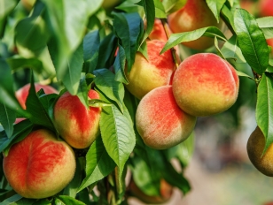 Closeup of peaches and leaves on a peach tree