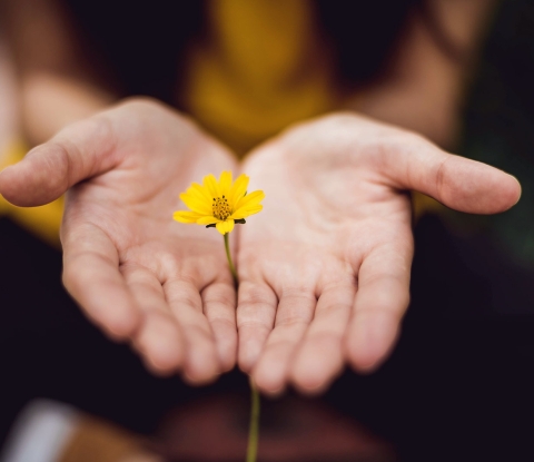 Hands holding a daisy
