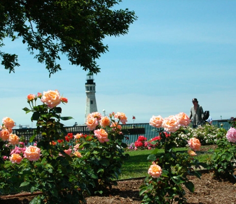 Rose garden at the Marina