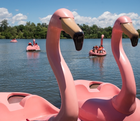 Large pink flamingo passenger boats on Hoyt Lake