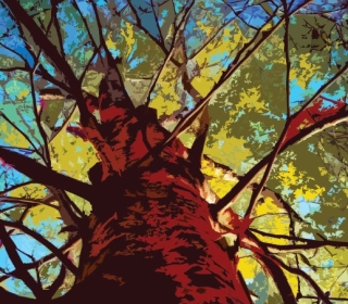 Color illustration of a maple tree