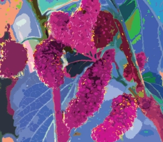 Color illustration of a red mulberry tree
