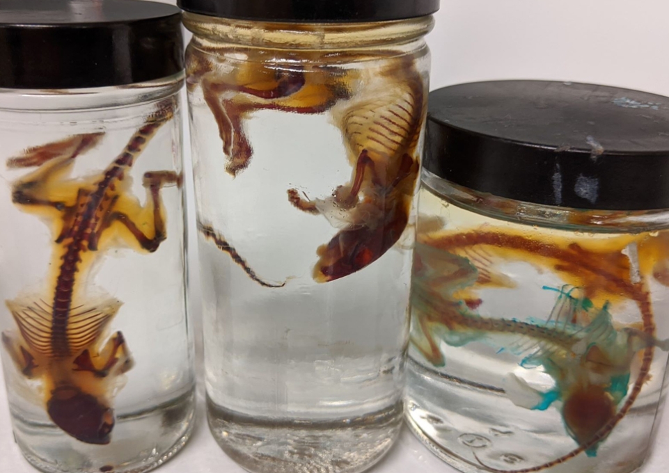 Lizard skeltons in jars of liquid