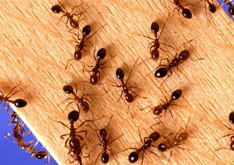 Fire ants on a piece of wood