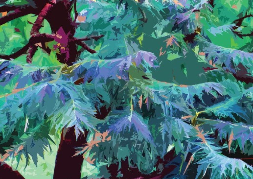 Color illustration of a staghorn sumac tree