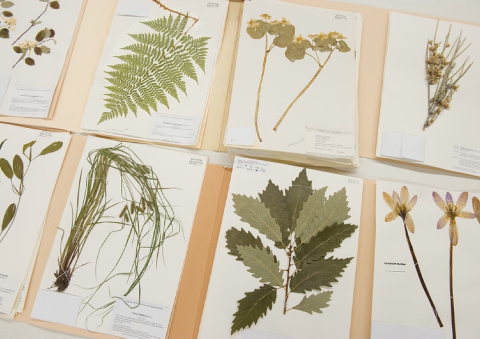 A display of samples from the Eckert Herbarium 