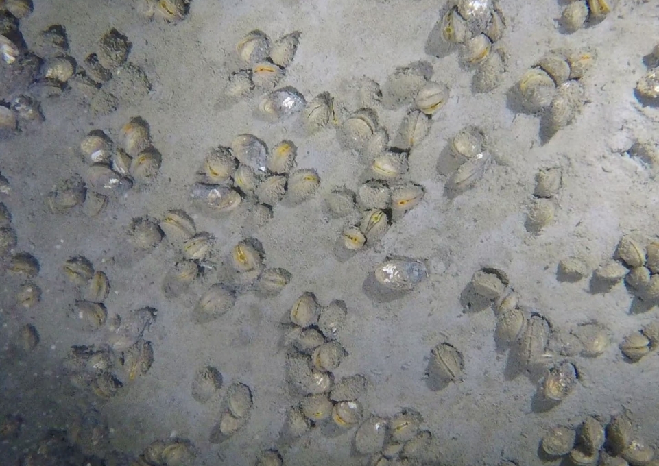 image of mussels on the floor of Lake Erie