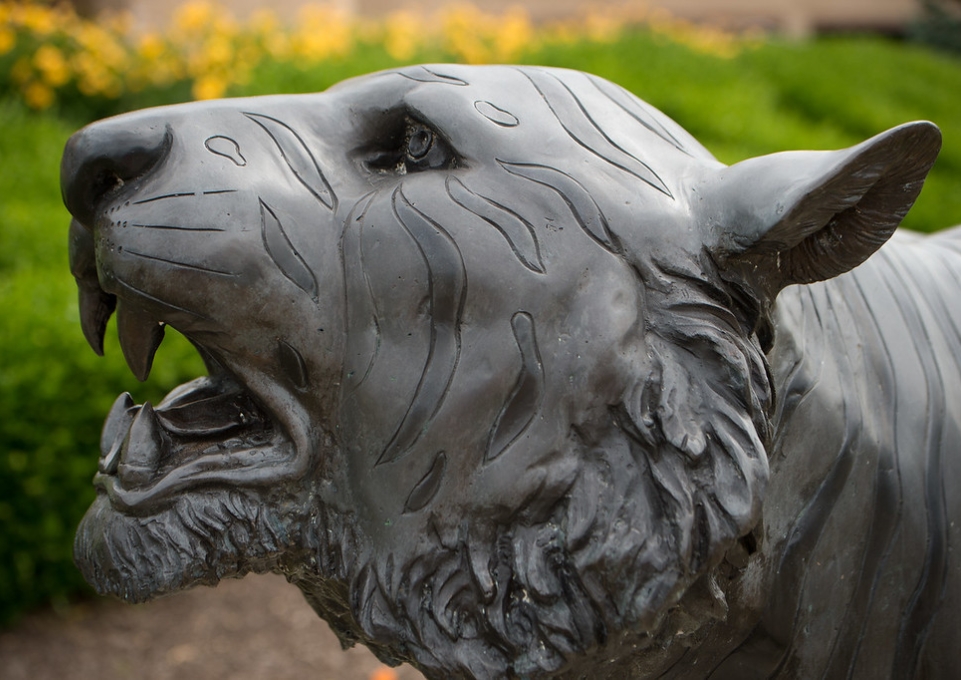 Close up of the roaring bengal statue's head