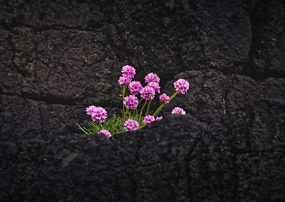 Clump of pink flowers growing out of sold rock