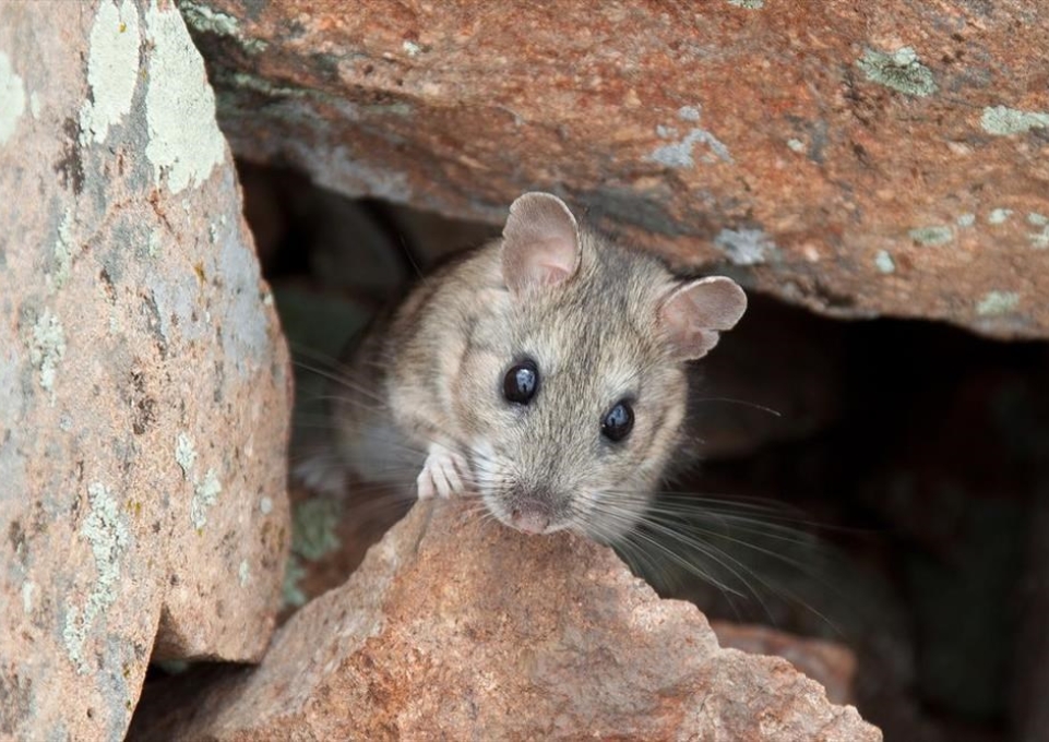 Bushy-tailed woodrat, also known as a packrat, peers out from between the rocks